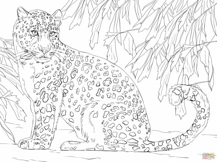 Раскраска Дальневосточный леопард