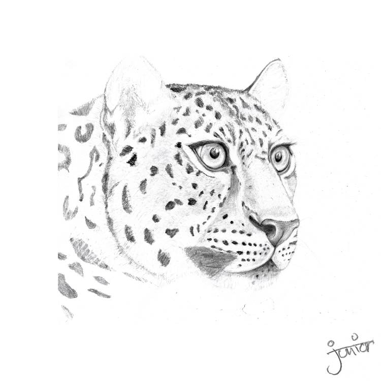 Дальневосточный леопард для срисовки