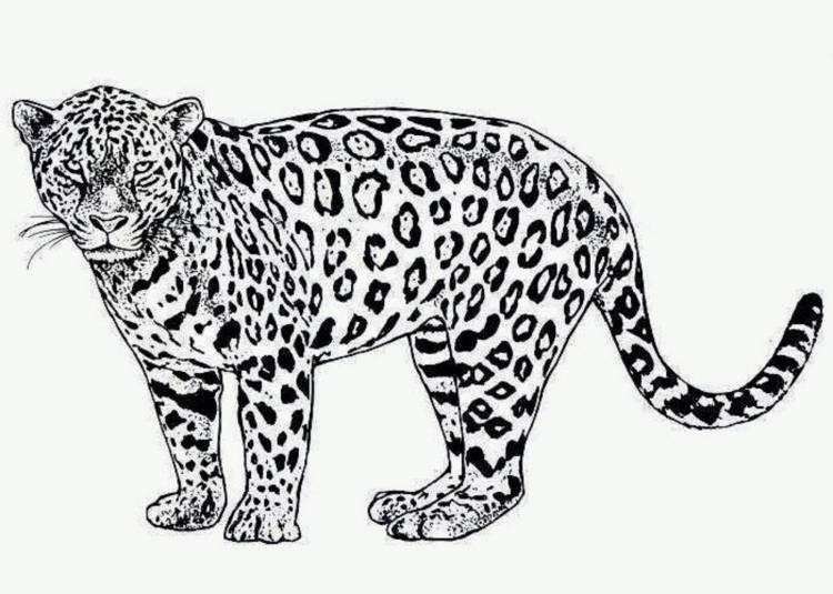 Ягуар рисунки животного 