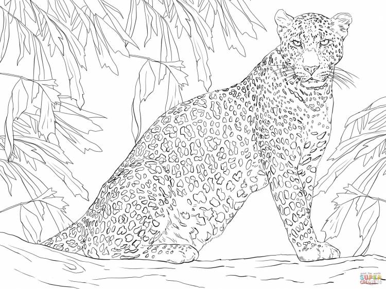 Раскраска Леопард на дереве