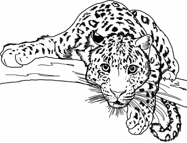 Раскраска животные леопард