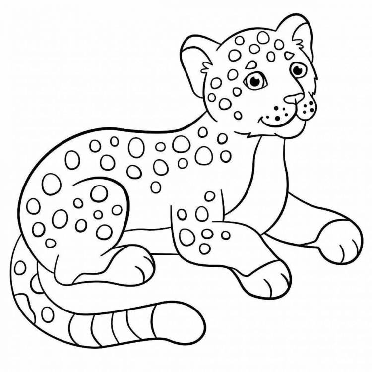 Раскраски Амурский леопард 