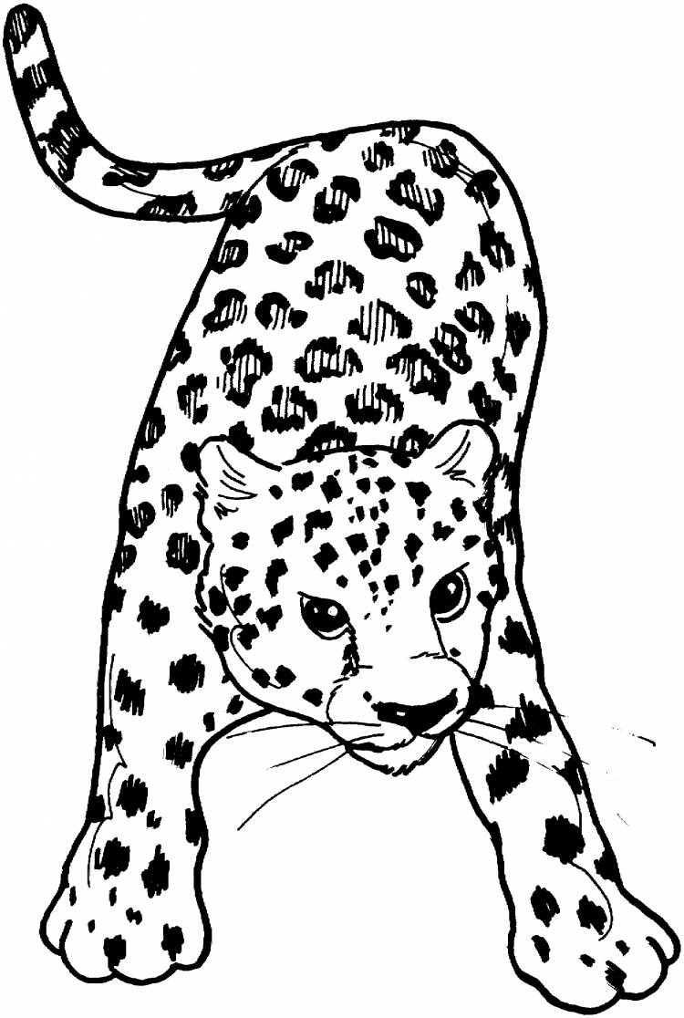 Рисунок леопарда для детей