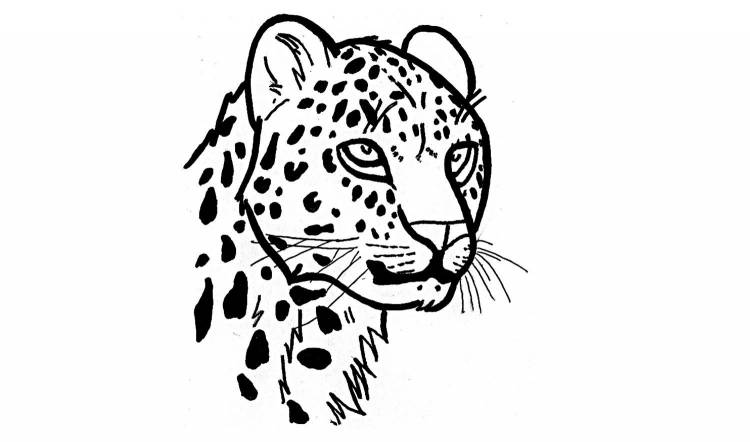 Леопард рисунок легкий