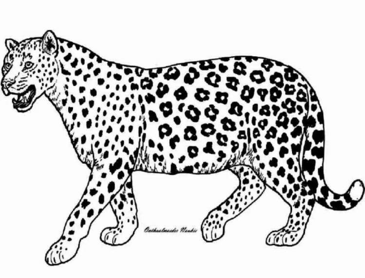 Раскраски Дальневосточный леопард 