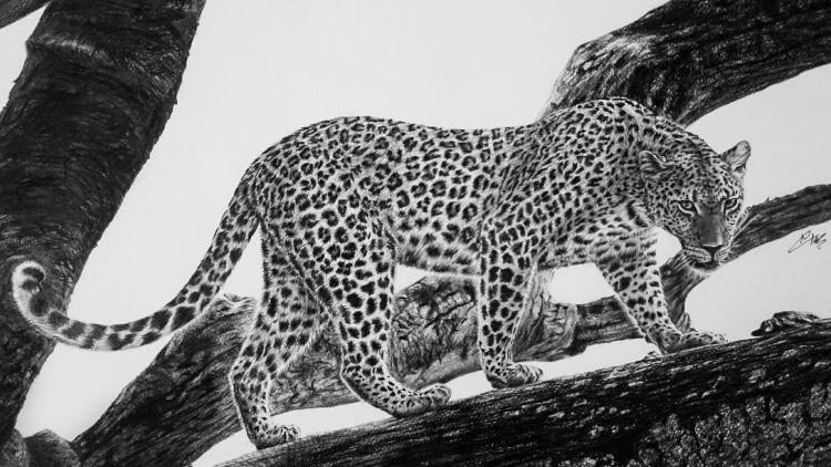 Идеи для срисовки дальневосточный леопард 