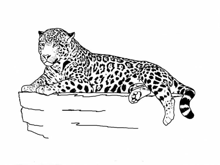 Леопард контурный рисунок 