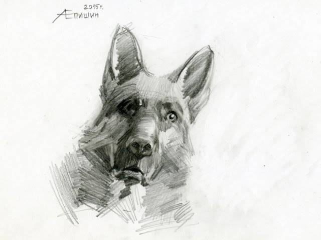 Как рисовать собаку? Рисунок немецкой овчарки карандашом