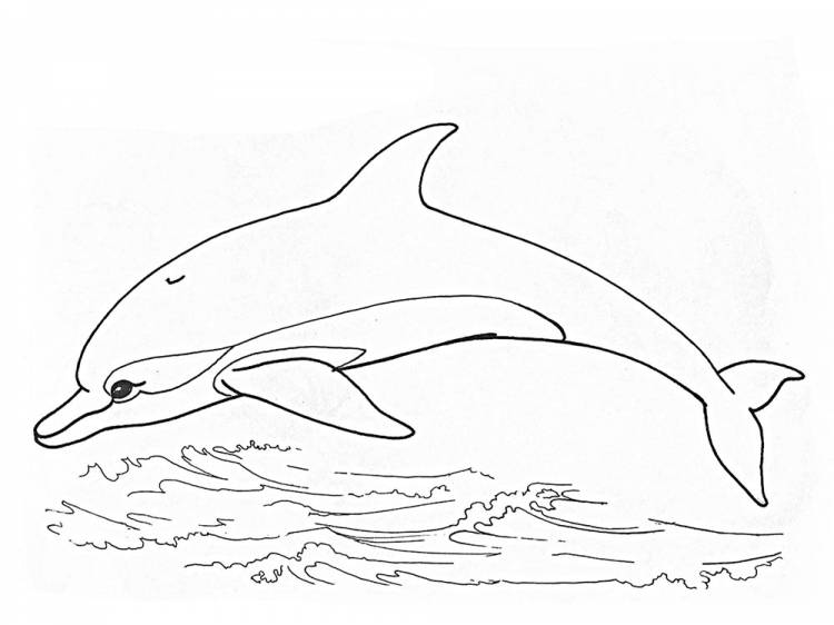 Рисунки карандашом для детей дельфины 