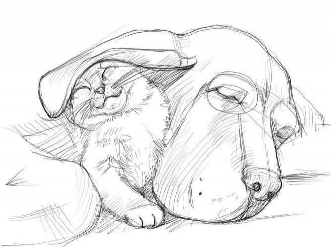 Рисунки кошки и собаки карандашом для срисовки 
