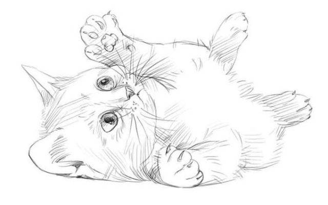 Рисунки собак и кошек для срисовки 