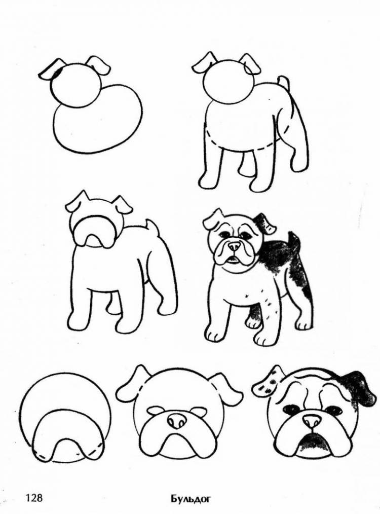 Как нарисовать собаку поэтапно карандашом 