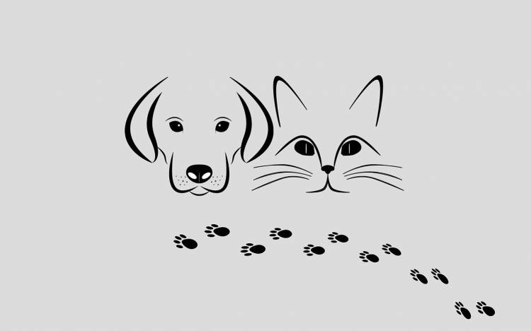 Кот и собака рисунок для срисовки