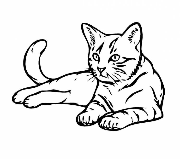 Рисунок кошки карандашом для срисовки для детей