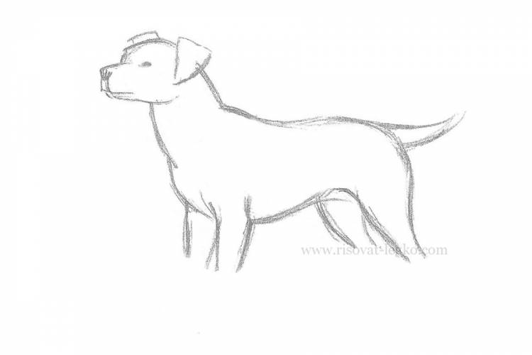 Как нарисовать собаку карандашом поэтапно