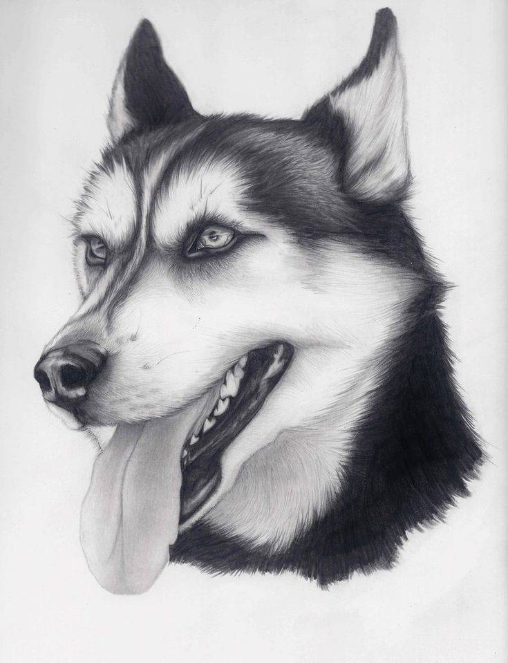 Как нарисовать собаку карандашом легко и красиво