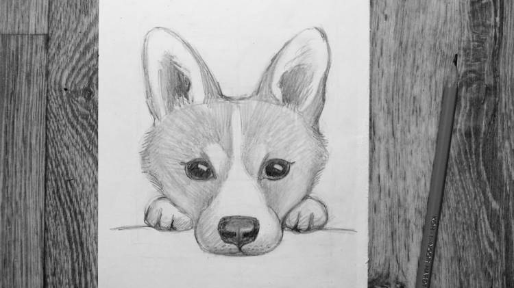 Как нарисовать собаку карандашом
