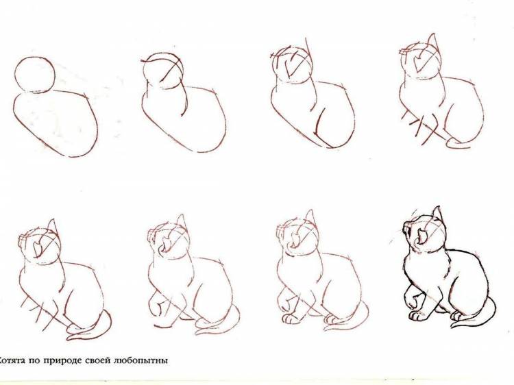 Рисунок кота карандашом поэтапно для начинающих легко 