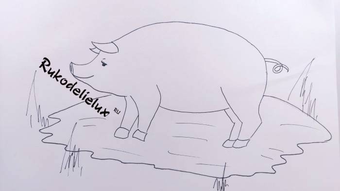 Как нарисовать свинью, поросенка поэтапно