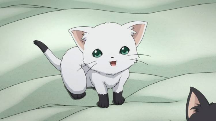 Красивые картинки аниме кошек 