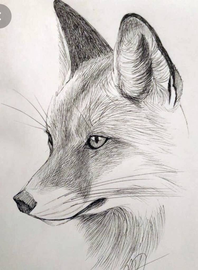 Картинки животных для срисовки карандашом 