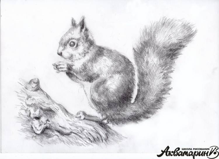 Курс рисования Животные карандашом
