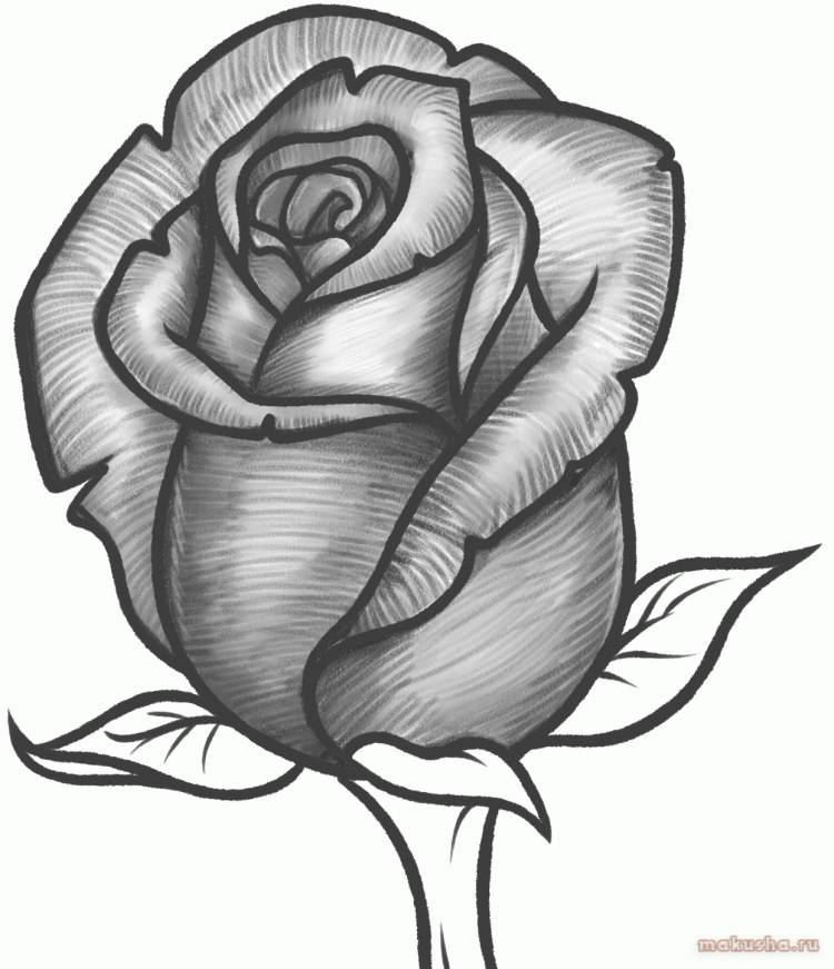 Легкий рисунок розы для срисовки
