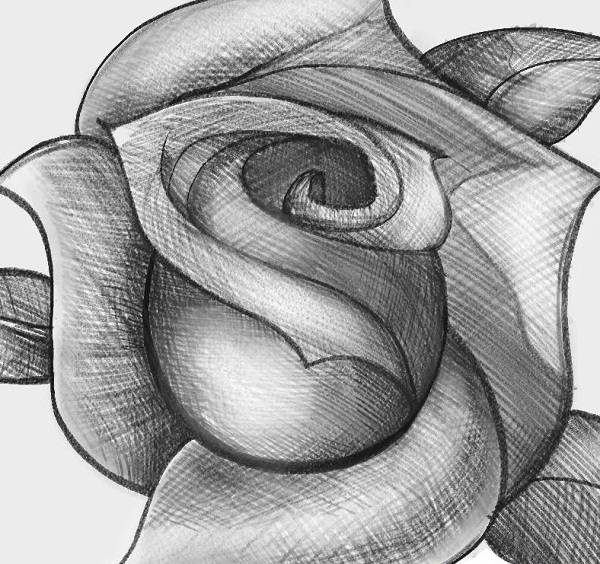Красивые рисунки розы для срисовки 