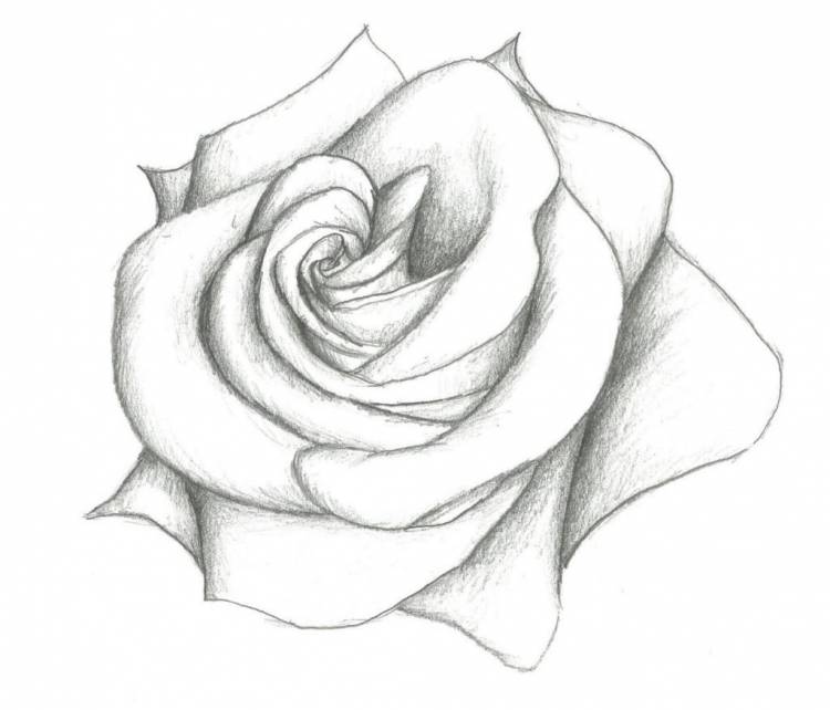 Рисунки розы для срисовки 