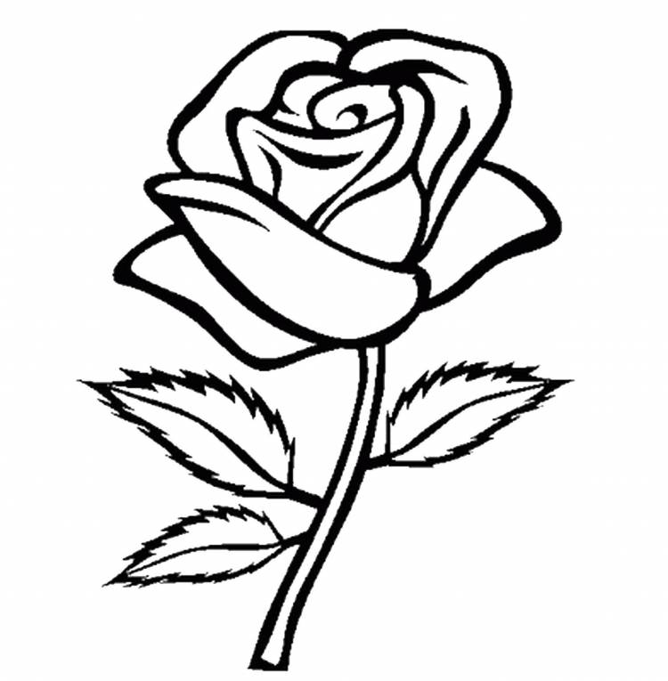 Легкий рисунок розы для срисовки