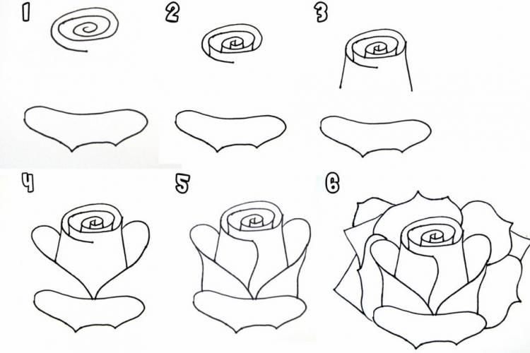Смотреть ✓ Красивые розы для срисовки 