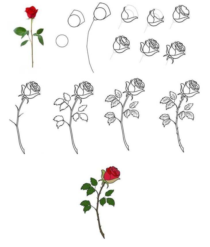 Легкие срисовки розы карандашом 