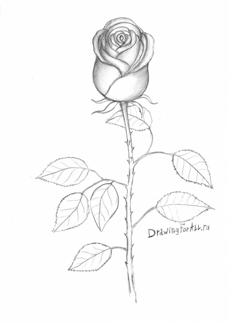 Розы карандашом для срисовки легкие