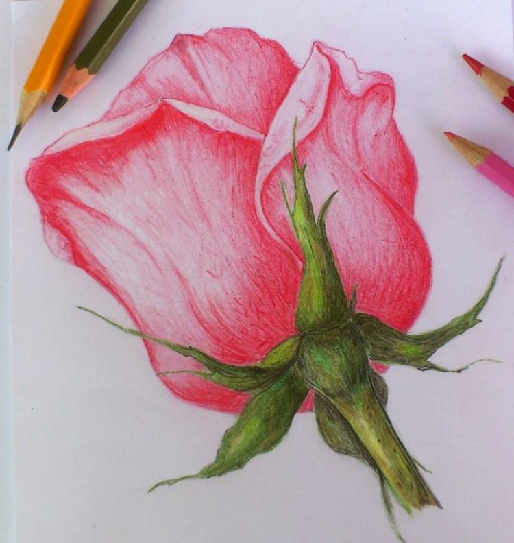 Розы Срисовки Легкие Пошаговые Рисунки Для Начинающих Карандашом Простые Идеи Красивые Картинки