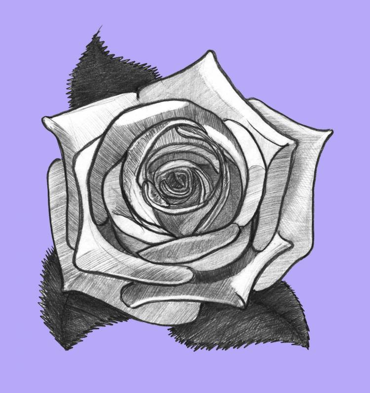 Рисунок розы для срисовки легкие карандашом