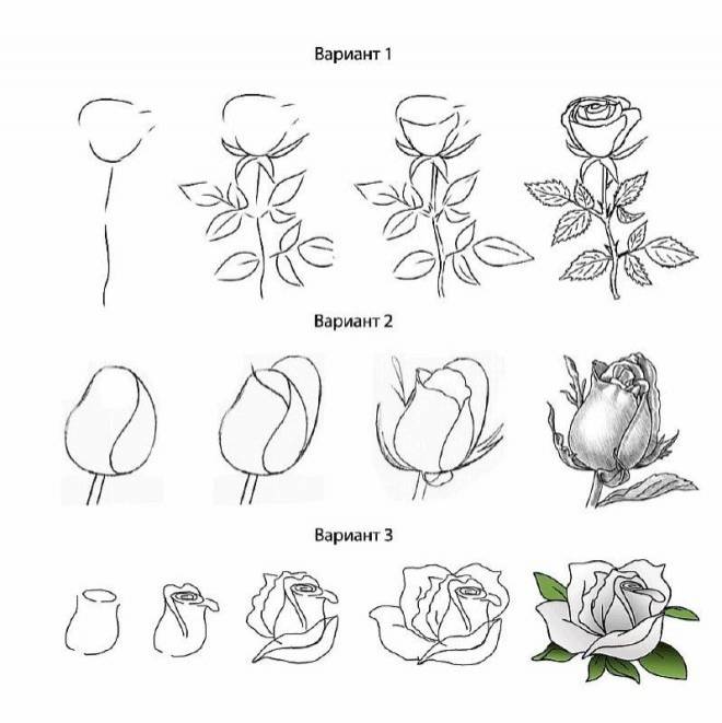 Как нарисовать розу карандашами и красками поэтапно