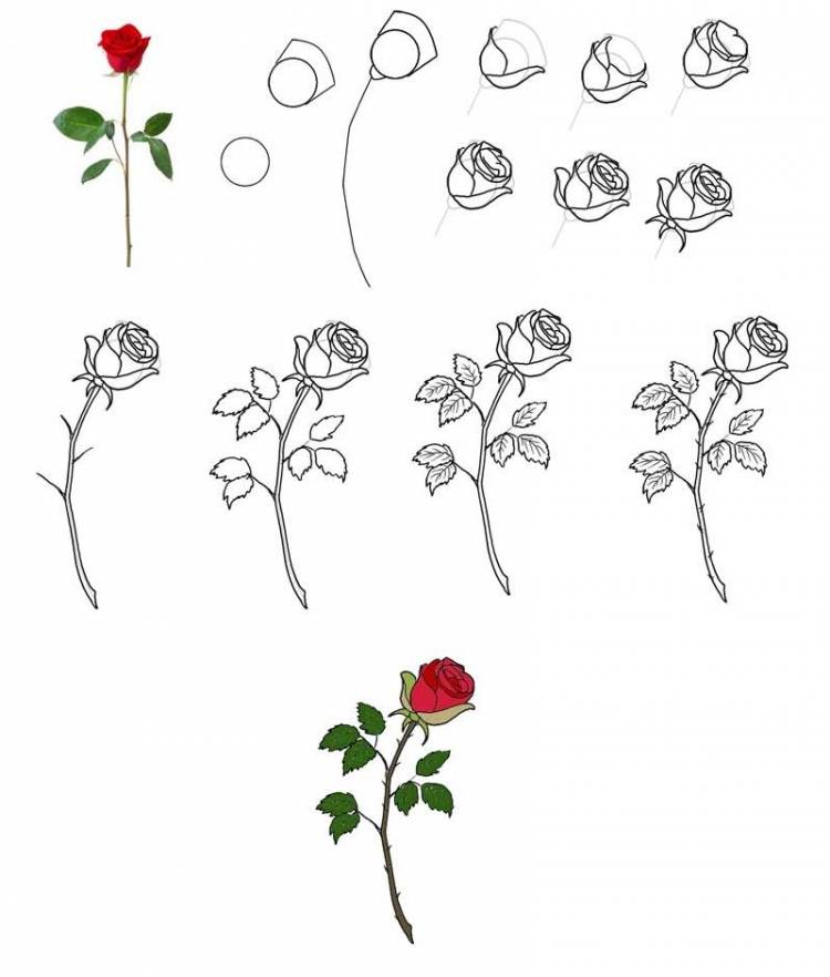 Картинки розы для срисовки
