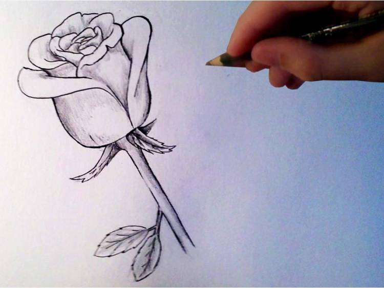 Роза рисунок карандашом поэтапно Рисунки карандашом поэтапно