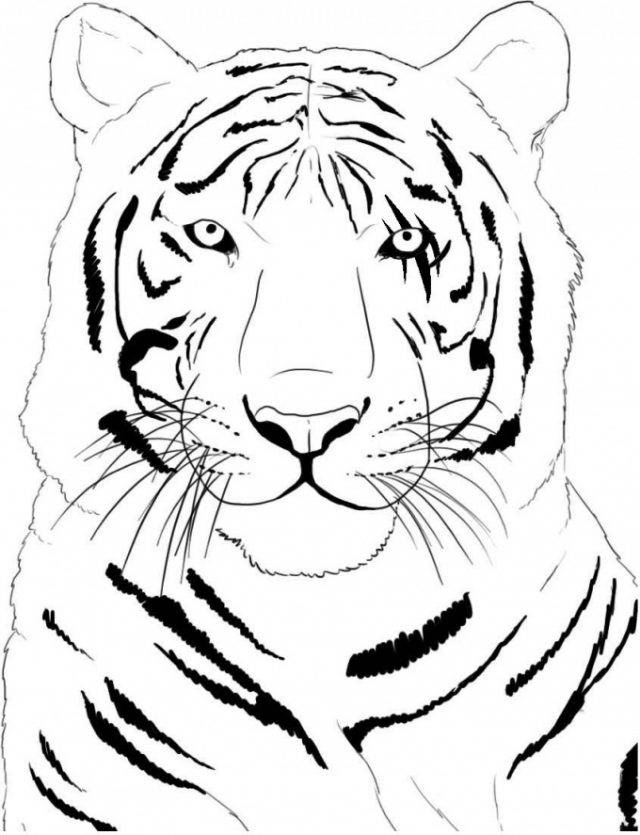 Рисунки тигра на Новый год