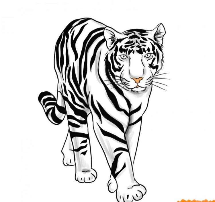 Как нарисовать тигра легко и просто, интересные идеи