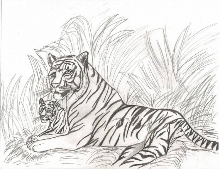 Как легко поэтапно нарисовать Тигра
