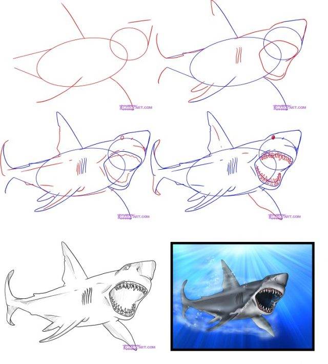 Рисунки акулы карандашом для детей 