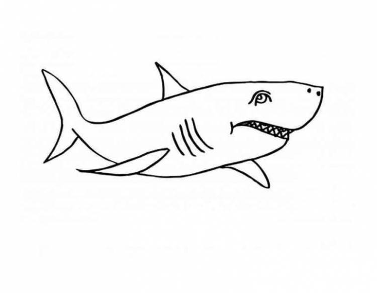 Картинки акул для срисовки 
