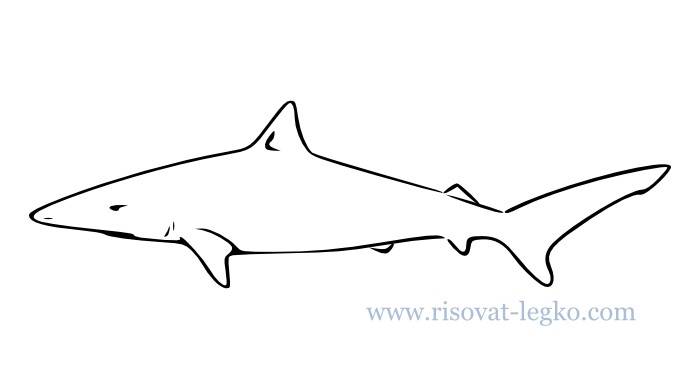 Как нарисовать акулу поэтапно для начинающих