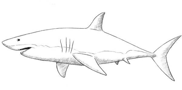 Рисунок акулы для детей карандашом для срисовки, раскрашивания в море, профиль, воде, цвете с открытой пастью, улыбкой