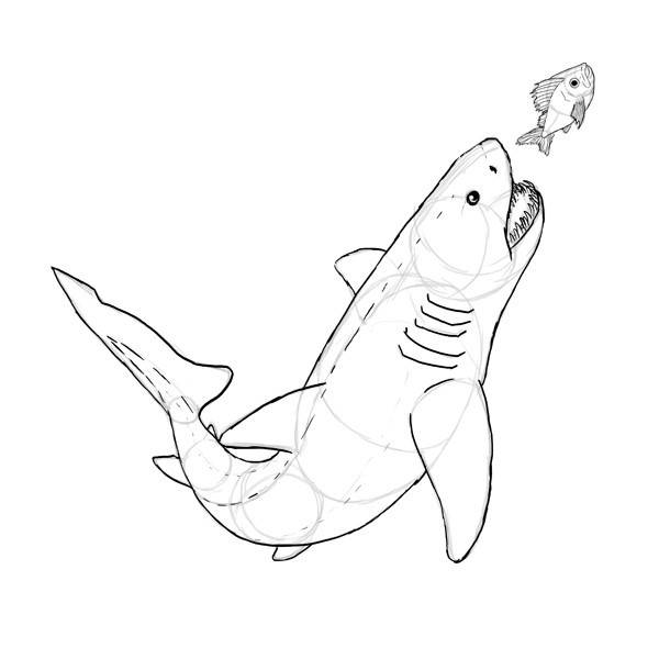 Рисунки акулы для срисовки