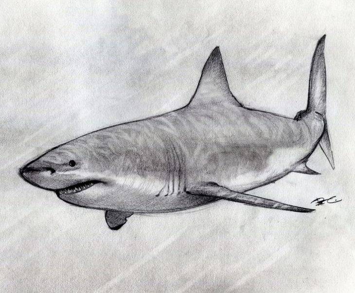 Рисунки акулы для срисовки 