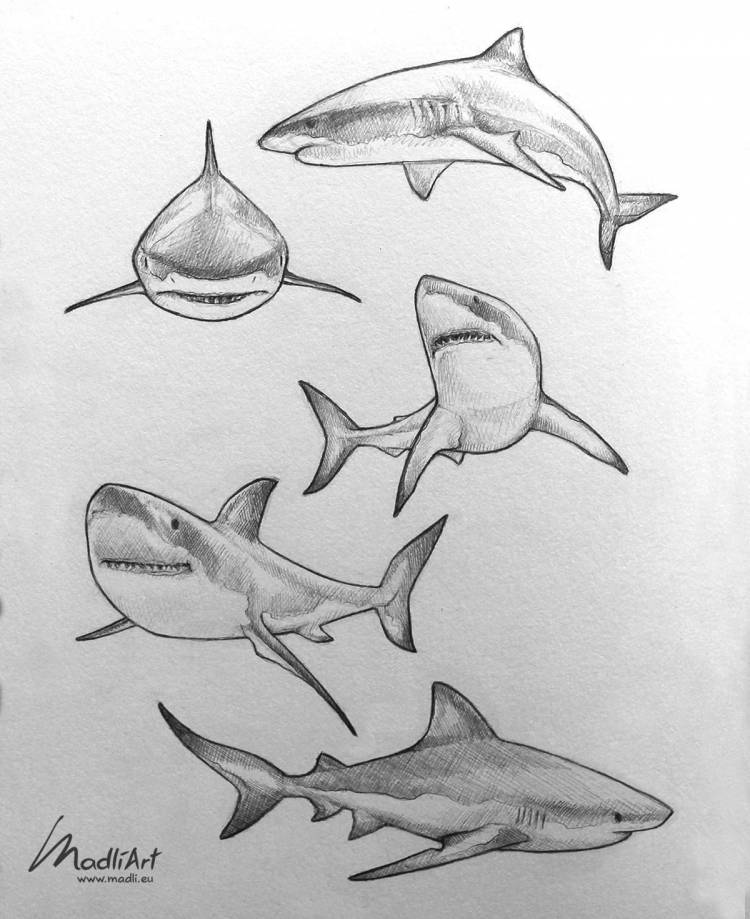 Акула карандашом для срисовки