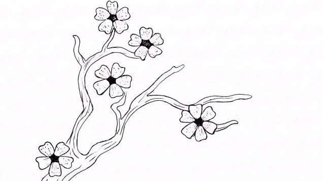 Рисунки сакуры для срисовки карандашом