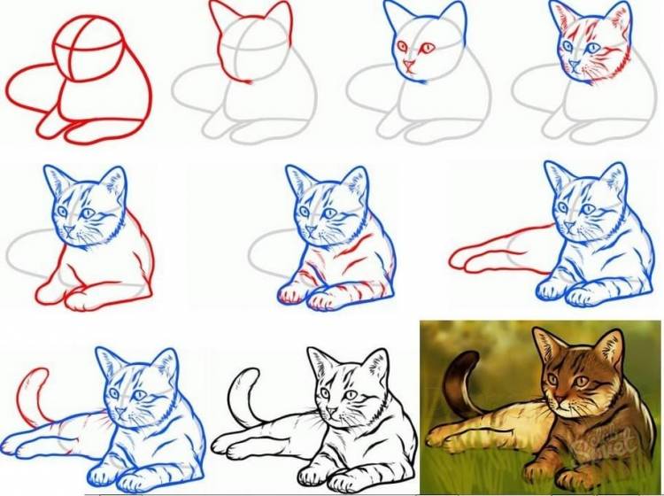 Рисунок кота карандашом поэтапно для начинающих легко 